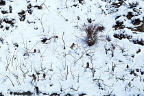 Japanese Macaque (Macaca fuscata) juveniles playing in trees in snowy landscape. Jigokudani Yaen-Koen National Park, Japan, February.