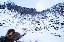 Japanese Macaque (Macaca fuscata) sub-adult resting. Jigokudani Yaen-Koen National Park, Japan, February.