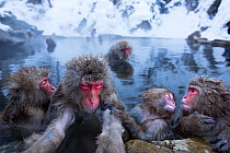 Japanese Macaque (Macaca fuscata) female being groomed in thermal hotspring pool. Jigokudani Yean-Koen National Park, Japan, February.
