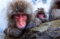 Japanese Macaques (Macaca fuscata) resting at the edge of thermal hotspring pool. Jigokudani Yaen-Koen National Park, Japan, February.