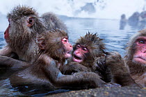 Japanese Macaque (Macaca fuscata) babies playing in thermal hotspring pool. Jigokudani Yean-Koen National Park, Japan, February.