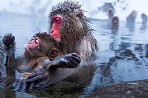 Japanese Macaque (Macaca fuscata) female and her baby at the edge of thermal hotspring pool. Jigokudani Yean-Koen National Park, Japan, February.