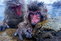 Japanese Macaque (Macaca fuscata) female and her baby at the edge of thermal hotspring pool. Jigokudani Yean-Koen National Park, Japan, February.