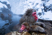 Japanese Macaques or Snow Monkeys resting in thermal hotspring pool. Jigokudani Yean-Koen National Park, Japan, February.