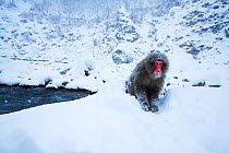 Japanese Macaques (Macaca fuscata) moving through snowy landscape. Jigokudani Yaen-Koen National Park, Japan, February.