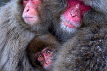 Japanese Macaques (Macaca fuscata) huddled together for warmth. Jigokudani Yaen-Koen National Park, Japan, February.