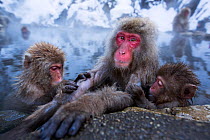 Japanese Macaques (Macaca fuscata) resting at the edge of thermal hotspring pool. Jigokudani Yean-Koen National Park, Japan, February.