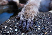 Japanese Macaque (Macaca fuscata) close-up of hand. Jigokudani Yaen-Koen National Park, Japan, February.