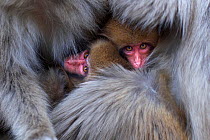 Japanese Macaque (Macaca fuscata) babies huddled in their mother's fur for warmth. Jigokudani Yean-Koen National Park, Japan, February.