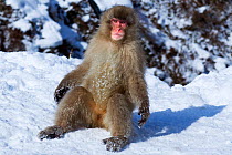 Japanese Macaque (Macaca fuscata) sunning itself to get warm. Jigokudani Yaen-Koen National Park, Japan, February.