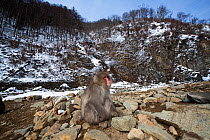 Japanese Macaque (Macaca fuscata) sitting on rocks. Jigokudani Yaen-Koen National Park, Japan, February.