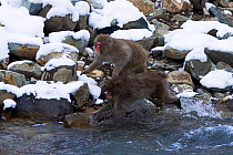 Japanese Macaques (Macaca fuscata) running across river. Jigokudani Yaen-Koen National Park, Japan, February.