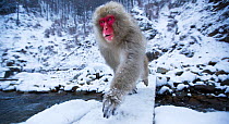 Japanese Macaque (Macaca fuscata) crossing river. Jigokudani Yaen-Koen National Park, Japan, February.