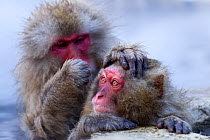 Japanese Macaques (Macaca fuscata) grooming at the edge of thermal hotspring pool. Jigokudani Yaen-Koen National Park, Japan, February.
