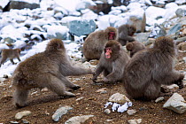 Japanese Macaques (Macaca fuscata) fighting. Jigokudani Yaen-Koen National Park, Japan, February.