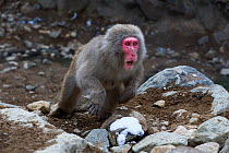Japanese Macaque (Macaca fuscata) female being aggressive. Jigokudani Yaen-Koen National Park, Japan, February.