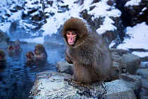 Japanese Macaque (Macaca fuscata) baby sitting on the edge of thermal hotspring pool. Jigokudani Yean-Koen National Park, Japan, February.