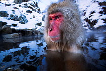 Japanese Macaque (Macaca fuscata) male submerged in thermal hotspring pool. Jigokudani Yaen-Koen National Park, Japan, February.