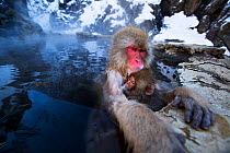 Japanese Macaque (Macaca fuscata) female and baby submerged in thermal hotspring pool. Jigokudani Yean-Koen National Park, Japan, February.