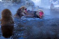 Japanese Macaques (Macaca fuscata) fighting in thermal hotspring pool. Jigokudani Yaen-Koen National Park, Japan, February.