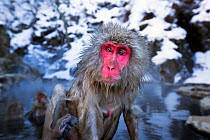 Japanese Macaque (Macaca fuscata) female emerging wet from thermal hotspring pool. Jigokudani Yean-Koen National Park, Japan, February.