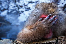 Japanese Macaque (Macaca fuscata) male resting at the edge of thermal hotspring pool with hand covering face, Jigokudani Yean-Koen National Park, Japan, February.