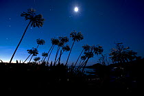Agapanthus flowers in moonlight. St Marys, Isles of Scilly, England, UK, August.