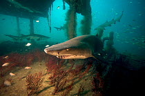 Sand tiger shark (Carcharias taurus) on the wreck of the 'Aeolus'. North Carolina, USA, September 2013.