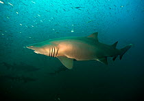 Sand tiger shark (Carcharias taurus) offshore from Cape Lookout, North Carolina, USA, September.