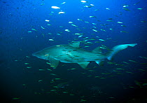 Sand tiger shark (Carcharias taurus) surrounded by Bait fish, Cape Lookout, North Carolina, USA, September.