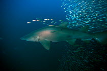 Sand tiger shark (Carcharias taurus) surrounded by Bait fish, Cape Lookout, North Carolina, USA, September.