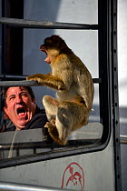 Barbary macaque (Macaca sylvanus) in threat display with person looking scared, on the cable car lift, Gibraltar, December.