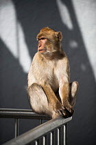 Barbary macaque (Macaca sylvanus) on the cable car safety guard fence, Gibraltar, December.