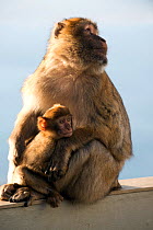 Barbary macaque (Macaca sylvanus) adult with baby, Gibraltar, December.