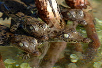 American Crocodile (Crocodylus acutus) hatchlings in the mangrove roots, Bahamas.