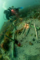Copper keel pins from the wreck of a British First rate warship HMS Colossus wrecked in 1758. St Mary's Roads, Isles of Scilly, England, UK, August.