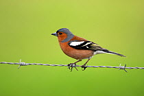 Chaffinch (Fringilla coelebs) perched on barbed wire, Wawickshire, UK, Apil.