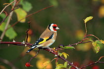 Goldfinch (Carduelis carduelis) perched in Dog rose (Rosa canina) Warwickshire, UK, December.