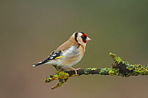 Goldfinch (Carduelis carduelis) perched on branch, Warwickshire, UK, February.