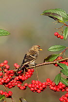 Redpoll (Carduelis flammea) perched on Cotoneaster (Rosaceae) with red berries, Warwickshire, UK, December.
