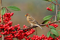 Redpoll (Carduelis flammea) perched on Cotoneaster (Rosaceae), Warwickshire, UK, December.