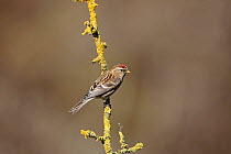 Redpoll (Carduelis flammea) perched on branch, Warwickshire, UK, March.