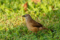 Brown babbler (Turdoides plebejus) standing in grass, Kairaba Hotel Grounds, Gambia, West Africa.