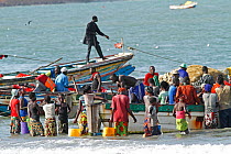 Gambian women buying fish from fishermen in colourful boats on the beach, Gambia, West Africa, November 2012.