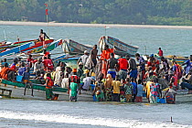 Gambian women buying fish from fishermen in colourful boats on the beach, Gambia, West Africa, November 2012.