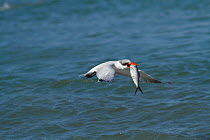 Caspian tern (Sterna caspia) catching fish, Tanji Beach, Gambia, West Africa.