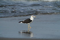 Heuglin's gull (Larus heuglini) standing on Tanji Beach, Gambia, West Africa.