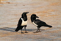 Pied crow (Corvus albus) standing on beach, Gambia, West Africa.