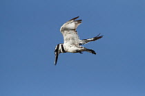 Pied Kingfisher (Ceryle rudis) hovering whilst hunting for fish, Gambia, West Africa.