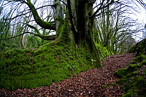 Mature beech trees (Fagus sylvatica) growing out of moss-covered stone wall near Ilfracombe, Devon, December.